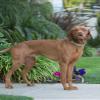 LupinePet Eco 1" Moss 16-28" Adjustable Collar for Large Dogs view 2