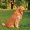 Ultrahund True Fit Collar, 1 x 18, Blue view 2