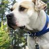 Ultrahund True Fit Collar, 1 x 18, Blue view 4