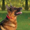 Ultrahund True-Fit Collar, 1" x 22", Blue view 3