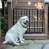 Cardinal Gates SS30OD Outdoor Dog Gate for Stairs Adjustable Aluminum Safety Gate for Kids & Pets Toddler Gate for Patio, Deck, Porch Wall Mounted Black Screw in - USA Based view 2