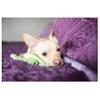 Fluff & Tuff Shelly Turtle- 4" Small Sized view 3