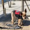Emotional Support Dog Leash | Easy Identification with or Without an Emotional Support Animal Vest | Includes 5 ESA Information Cards view 3