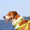 Pawtitas Reflective Dog Collar for Large Dogs Adjustable Nylon Collar with Quick-Release Buckle | Fits Neck 1626 in | Night Safety Training Collar | L | Green view 2