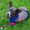 Pets First NFL Buffalo Bills Hoodie for Dogs & Cats. NFL Football Licensed Dog Hoody Tee Shirt, Medium. Sports Hoody T-Shirt for Pets. Licensed Sporty Dog Shirt (BUF-4044-MD) view 3
