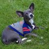 Pets First NFL Buffalo Bills Hoodie for Dogs & Cats. NFL Football Licensed Dog Hoody Tee Shirt, Medium. Sports Hoody T-Shirt for Pets. Licensed Sporty Dog Shirt (BUF-4044-MD) view 4
